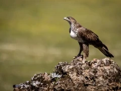 Bonelli's eagle in Spain.