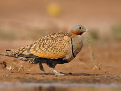 Black-bellied sandgrouse in Spain