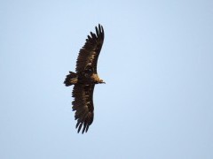 Black vulture