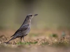 Blue rock thrush in Spain.
