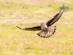 Bonneli's eagle in Spain.