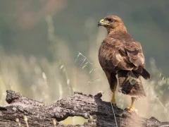 Common buzzard in Spain.