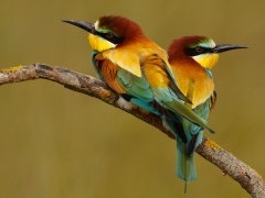 Pair of European bee-eaters in Andujar Natural Park, Spain