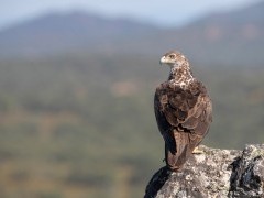 Bonelli's eagle in Extremadura, Spain