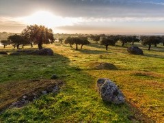 Dehesa in Extremadura, Spain