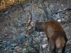 Red deer in Monfrague National Park, Spain