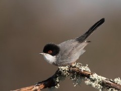 Sardinian warbler in Extremadura, Spain