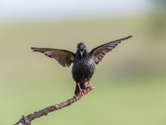 Spotless starling in Extremadura, Spain