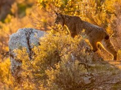 Iberian lynx in Spain