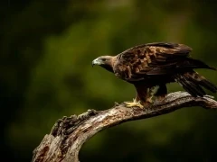 Golden eagle in Spain.