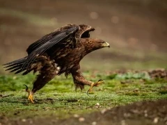 Golden eagle in Spain.