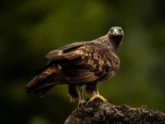 Golden eagle in Spain.