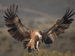 Griffon vulture