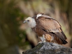 Griffon vulture