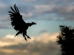 Griffon vulture in Spain.