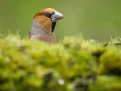 Hawfinch in Spain.