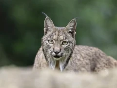 Iberian lynx in Spain.