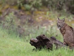 Iberian lynx in Spain.