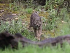 Iberian lynx in Spain.