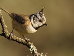 Crested tit in Andujar Natural Park, Spain.