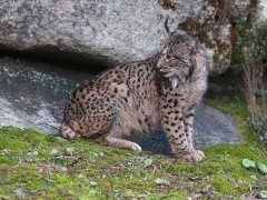 Iberian lynx in Andujar Natural Park, Spain.