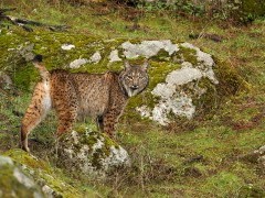 Iberian lynx in Andujar Natural Park, Spain.