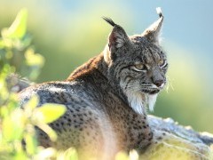 Iberian lynx.