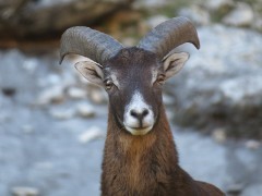 Mouflon in Andujar Natural Park, Spain