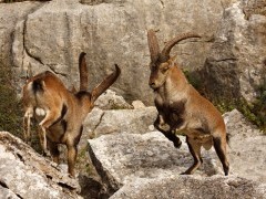 Iberian ibex
