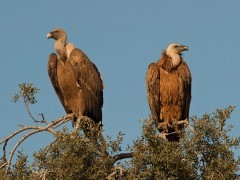 Pair of vultures in Andujar Natural Park, Spain