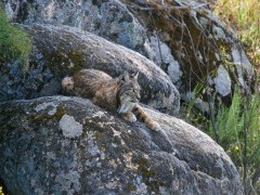 Iberian lynx.