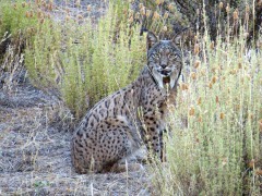 Iberian lynx in Andujar Natural Park, Spain