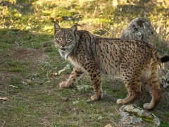 Iberian lynx in Andujar Natural Park, Spain.