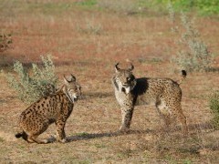 Iberian lynx in Spain.