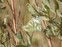 Western dappled white in Spain.