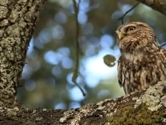 Little owl in Spain.