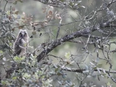 Long-eared owl in Spain.