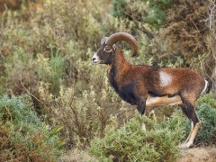 Mouflon