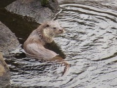 Eurasian otter in Spain