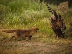 Red fox & golden eagle in Spain.