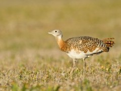 Great bustard in Extremadura, Spain