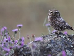Little owl in Spain