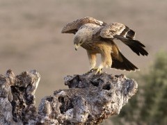 Imperial eagle in Spain
