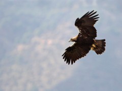 Spanish imperial eagle