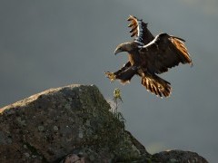 Spanish imperial eagle in Andujar Natural Park, Spain.