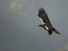 Spanish imperial eagle in Andujar Natural Park, Spain.