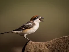 Woodchat shrike in Spain.