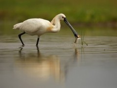 Spoonbill