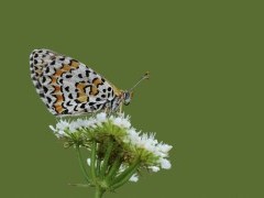Spotted fritillary