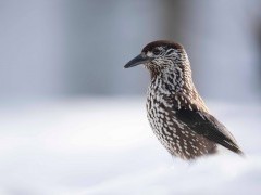 Spotted nutcracker
